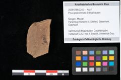 Foto (Objekt + Etikett) von Pinus praesilvestris Ettingshausen (NHMW-GEO-2024-0188-0245)